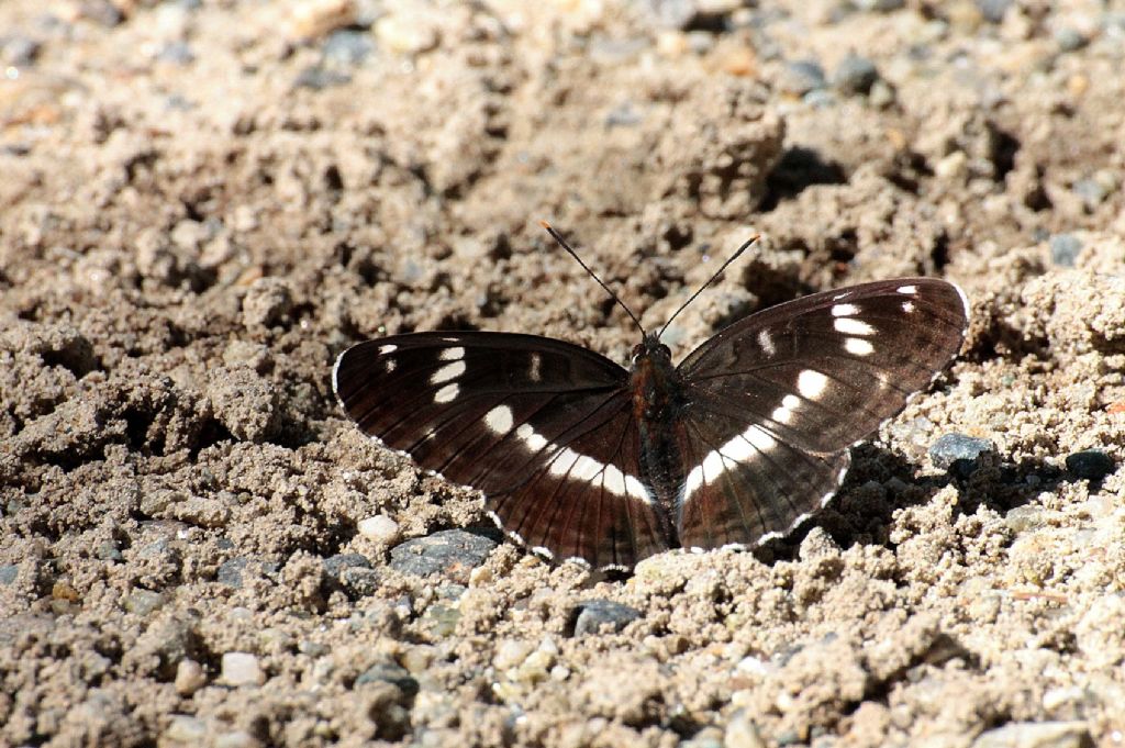 Limenitis camilla?